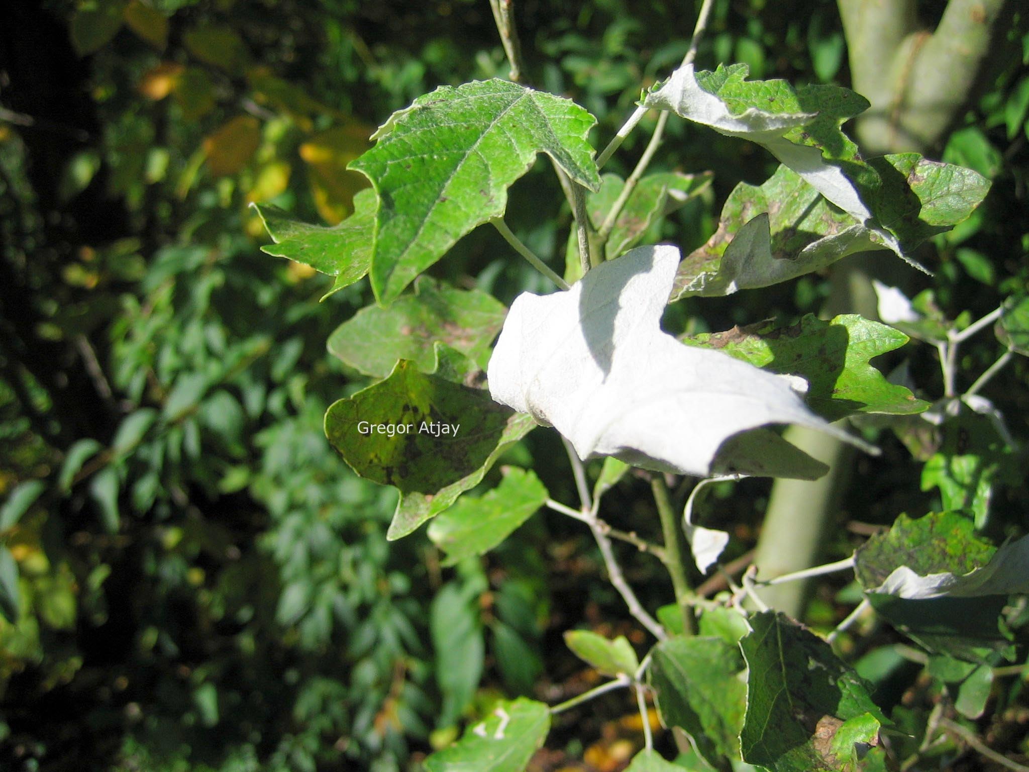 Populus alba 'Raket'