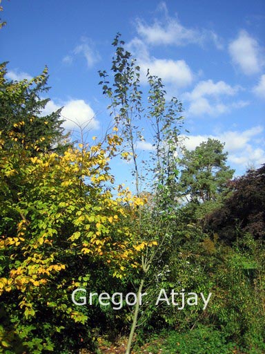 Populus alba 'Raket'