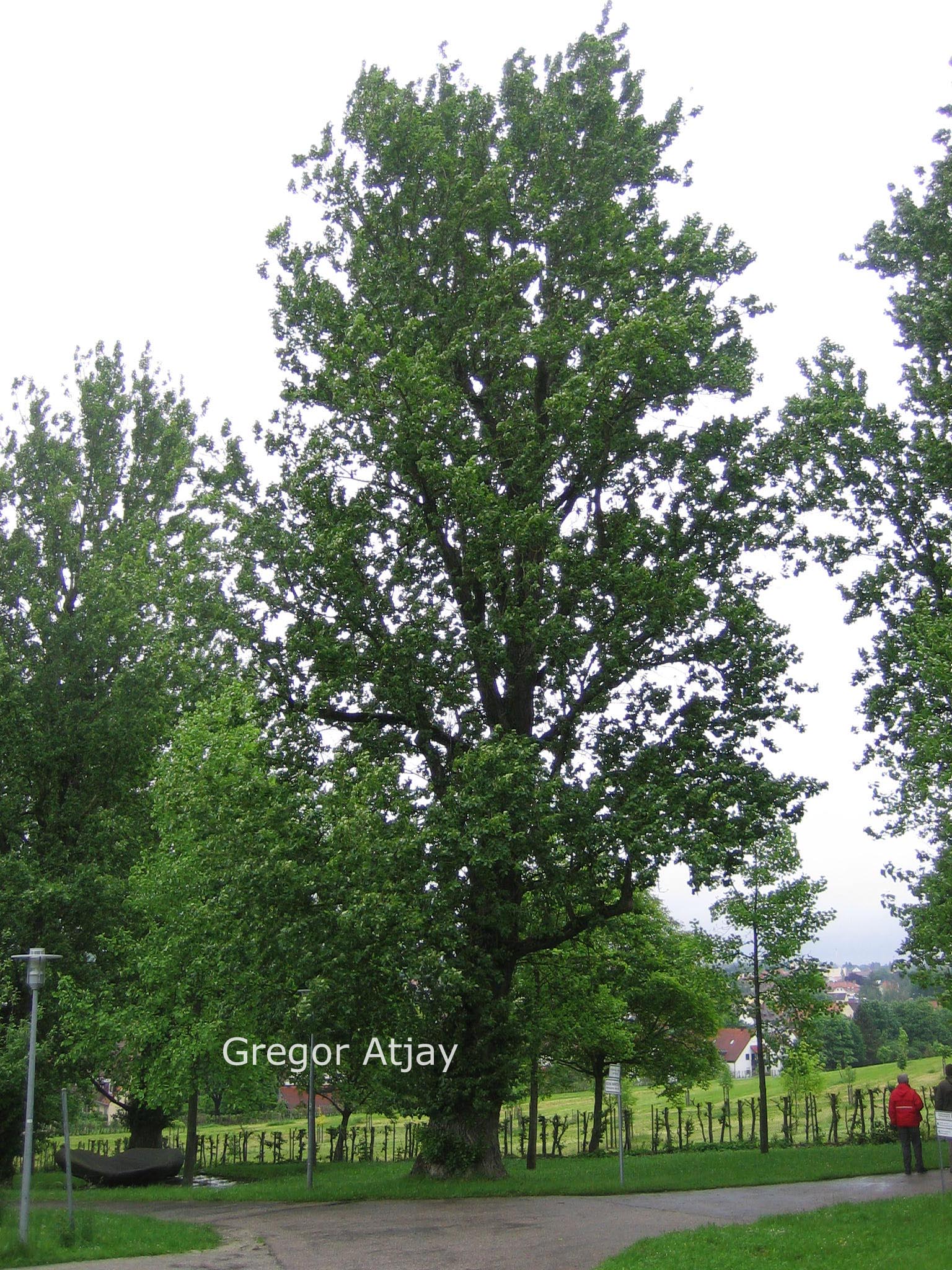 Populus berolinensis