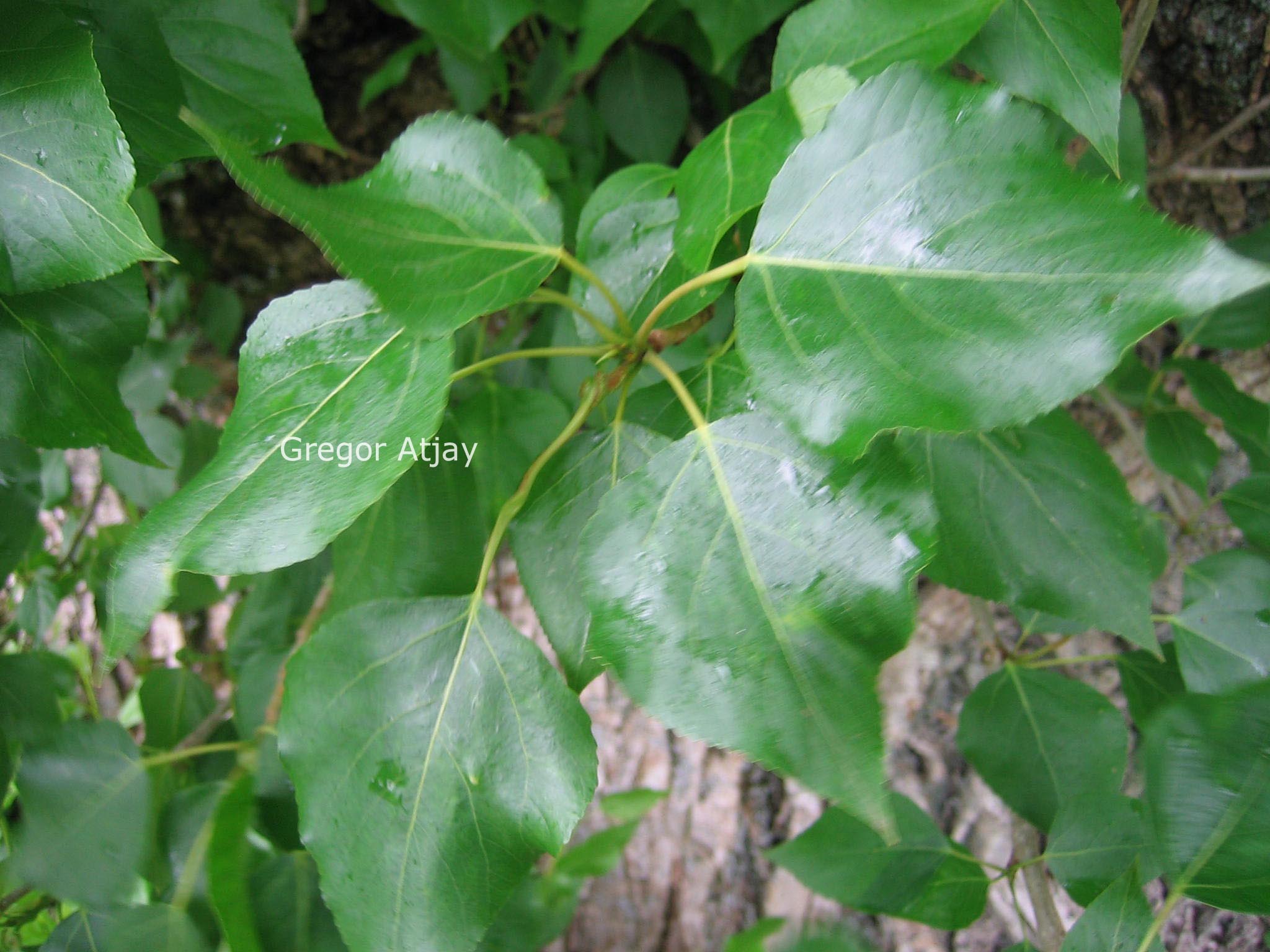 Populus berolinensis