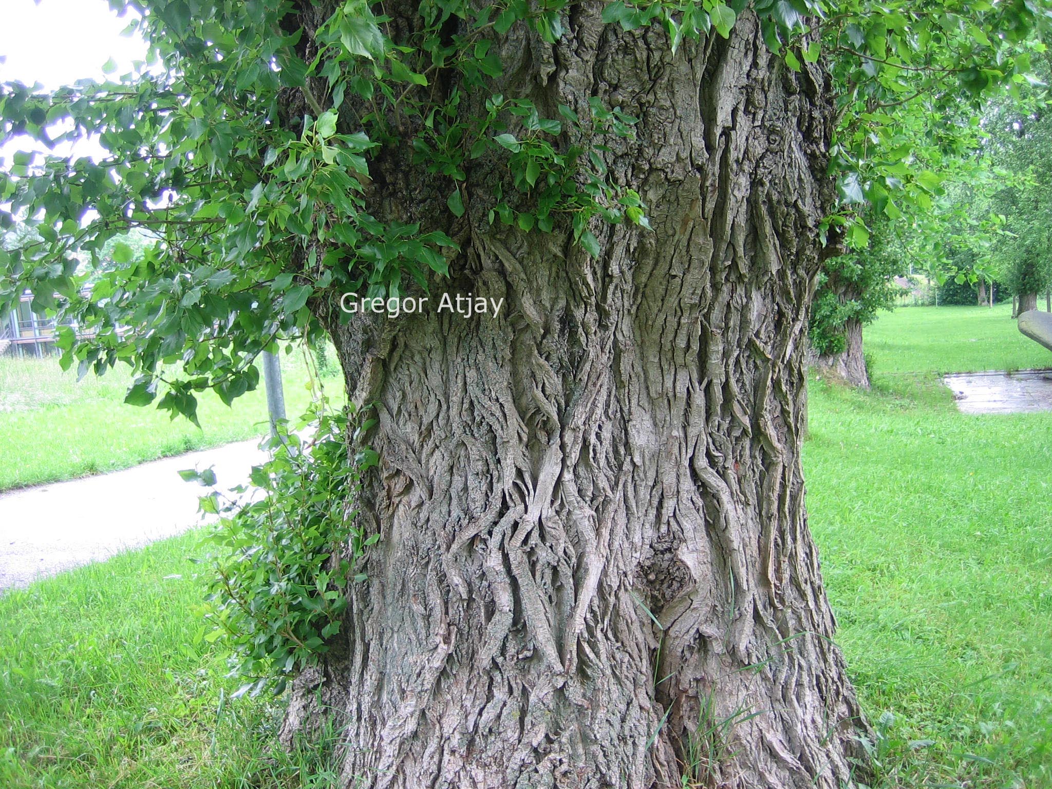 Populus berolinensis