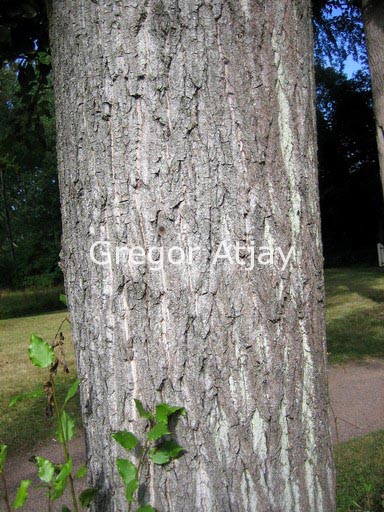 Populus berolinensis