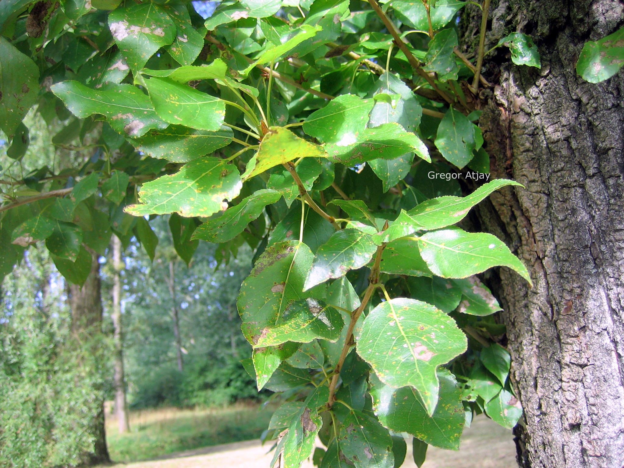 Populus berolinensis