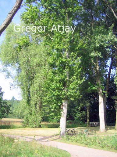 Populus berolinensis