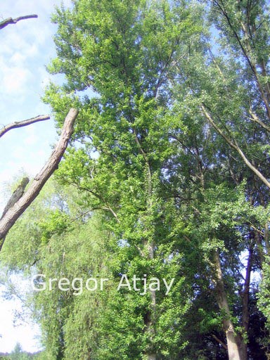 Populus berolinensis