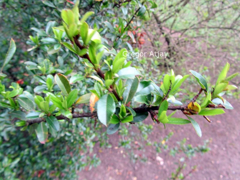 Plantentuin Esveld