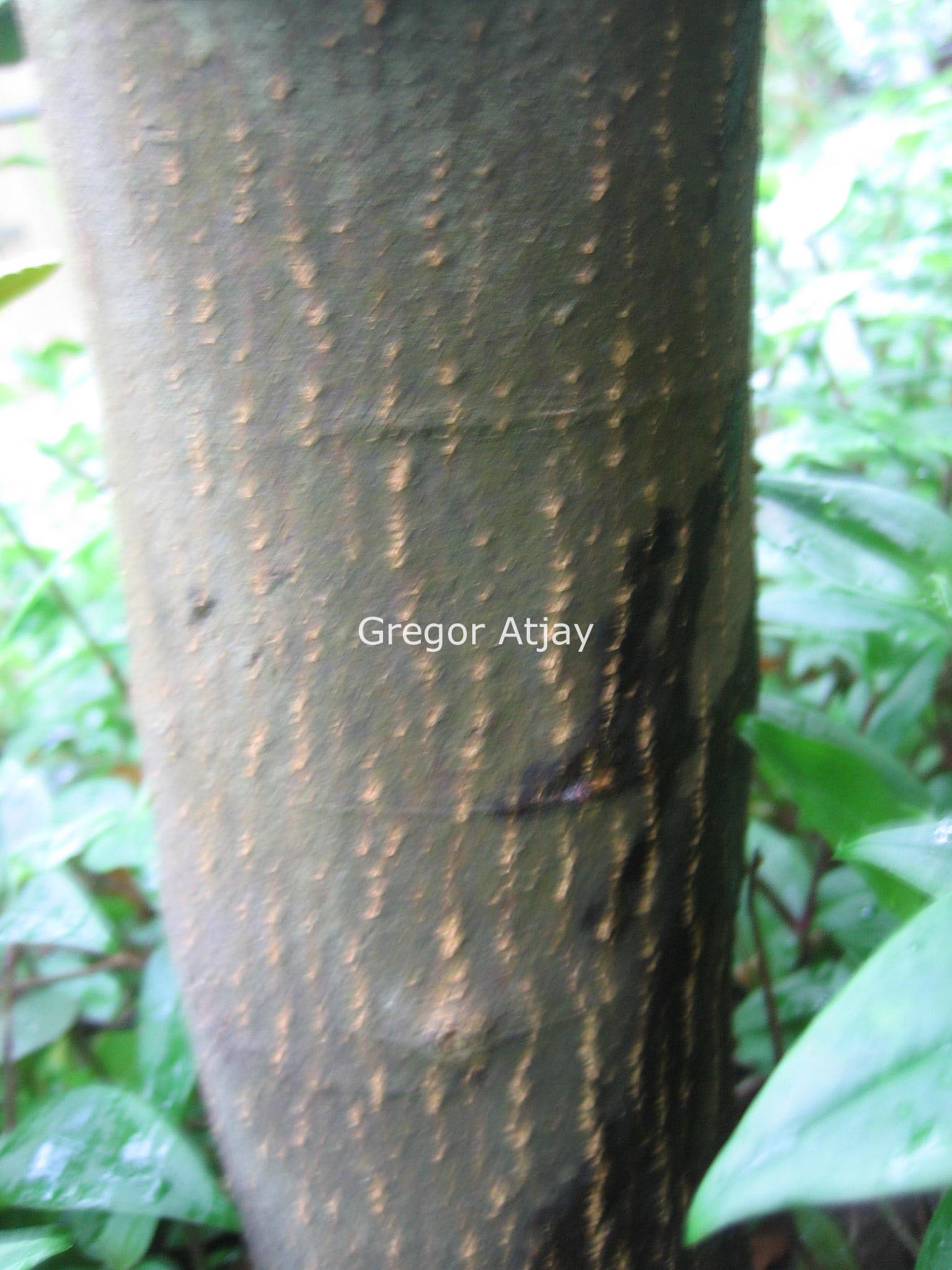 Quercus alnifolia