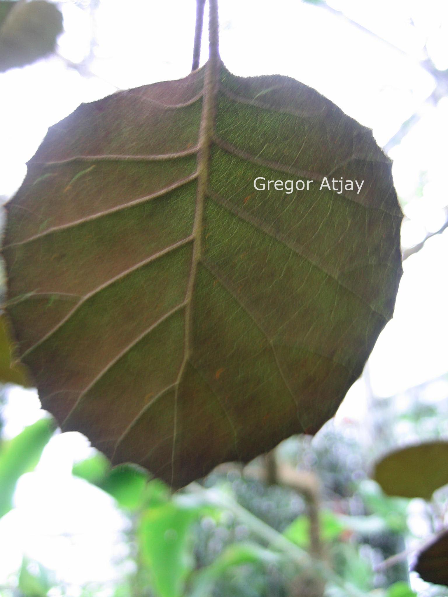 Quercus alnifolia