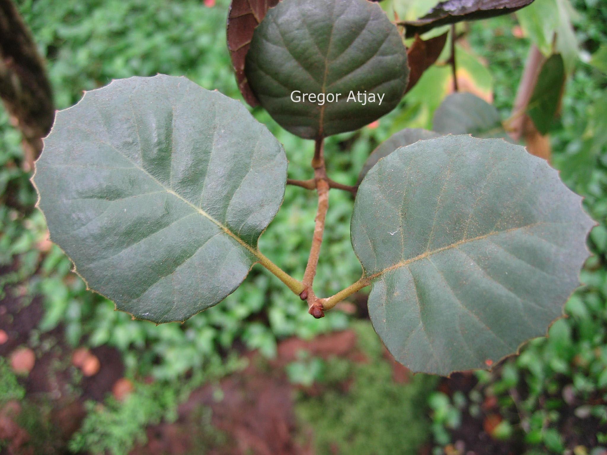 Quercus alnifolia