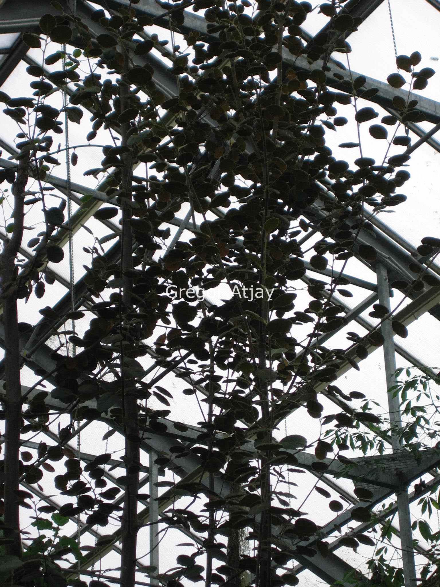 Quercus alnifolia