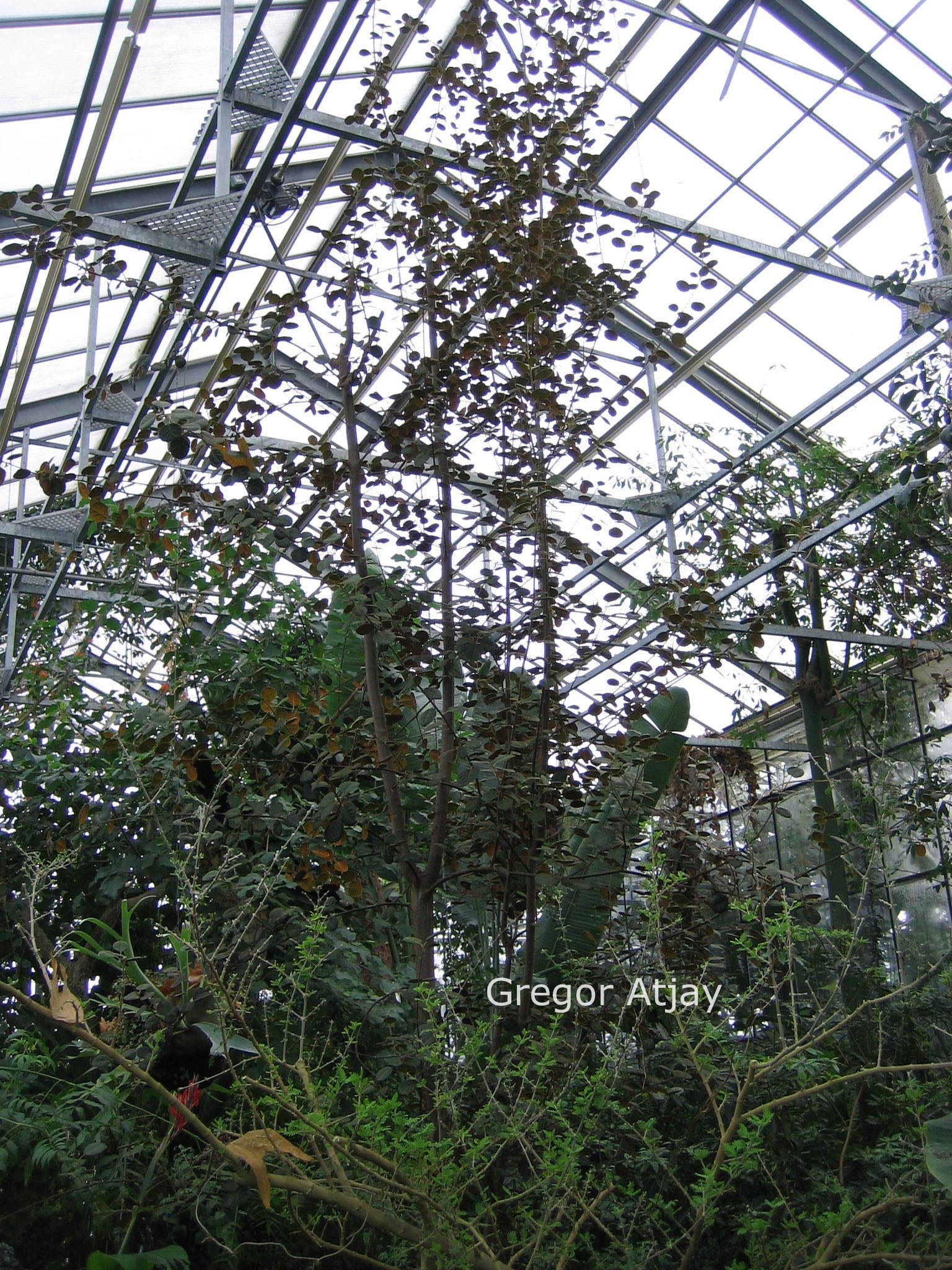 Quercus alnifolia