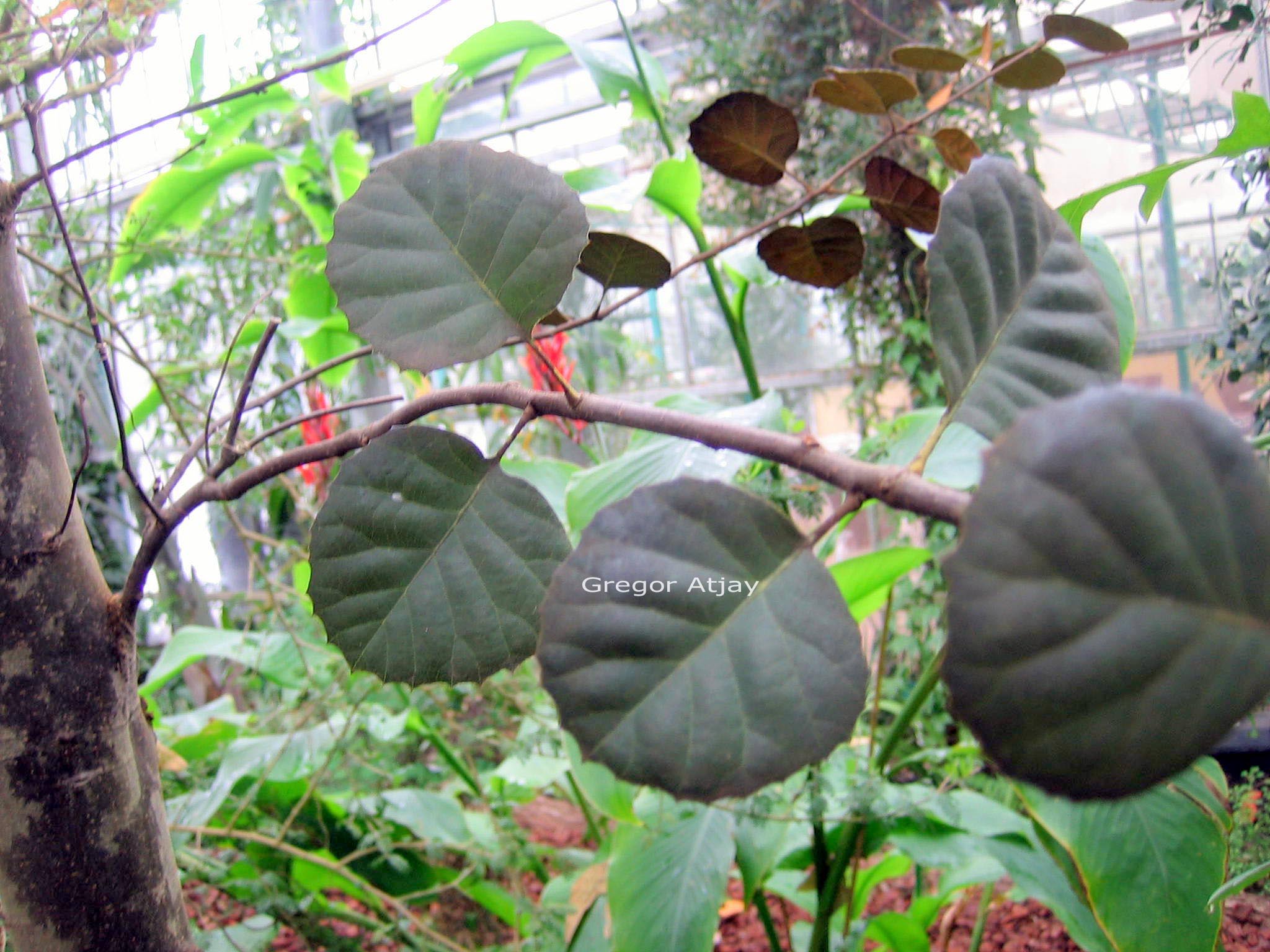 Quercus alnifolia