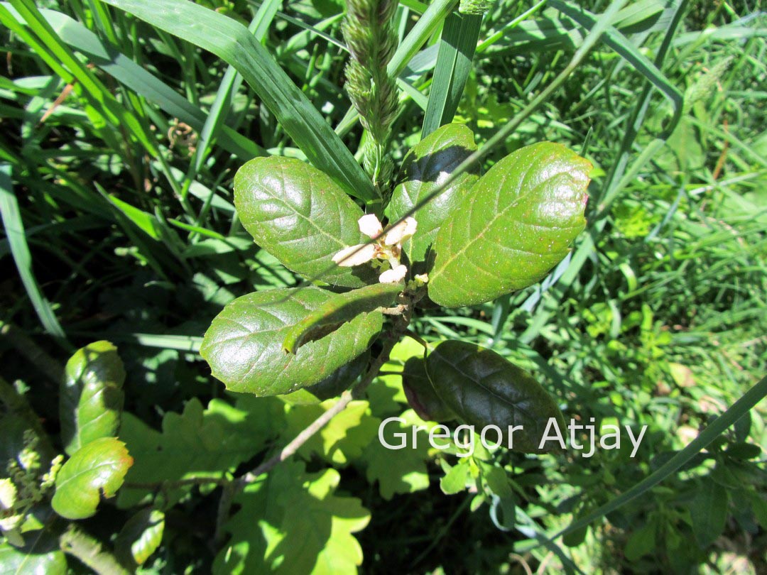 Quercus alnifolia