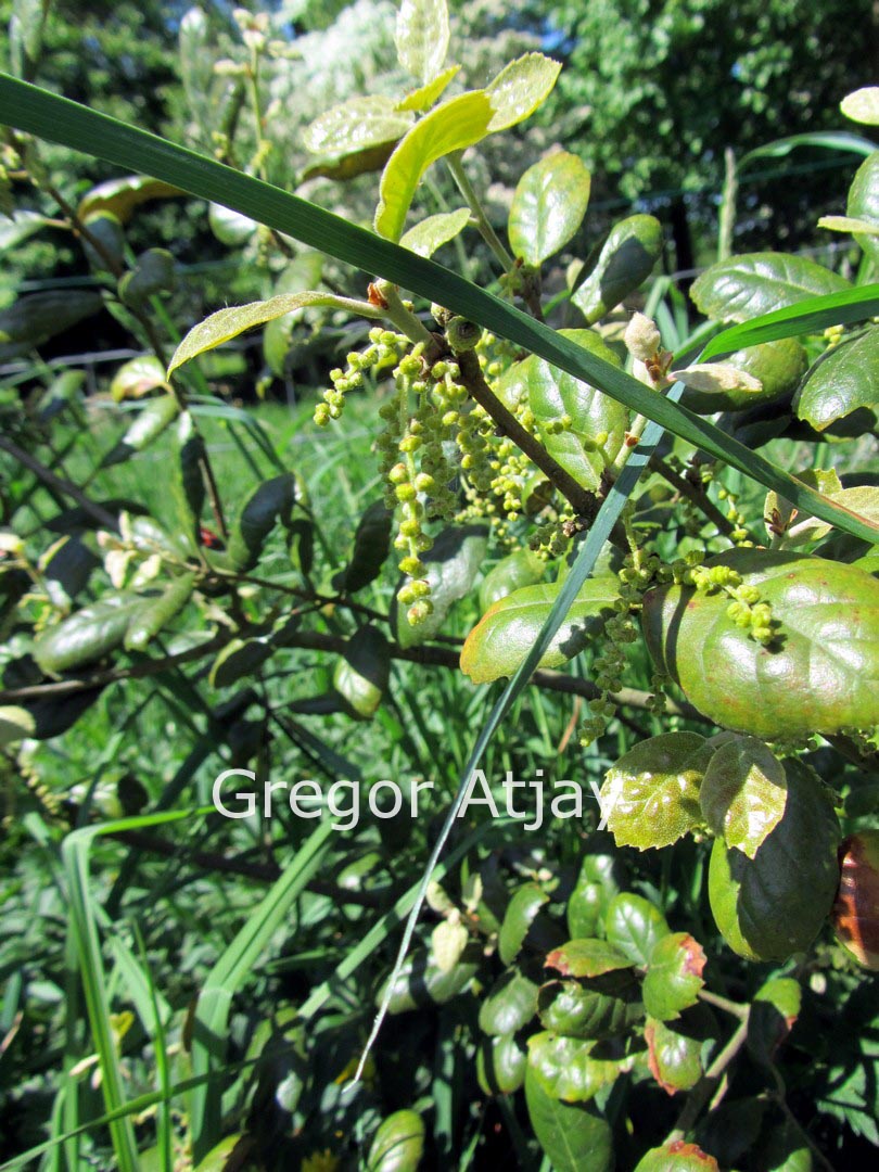 Quercus alnifolia