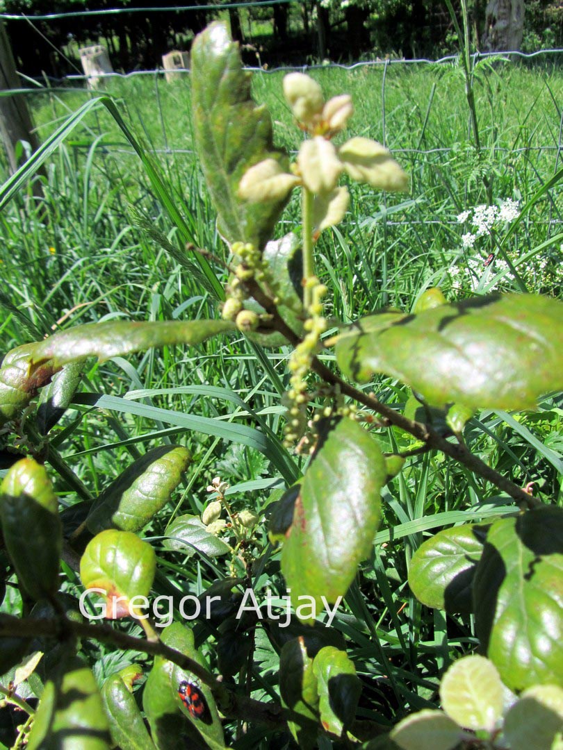 Quercus alnifolia