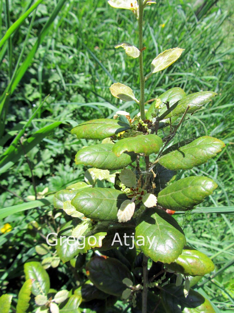 Quercus alnifolia