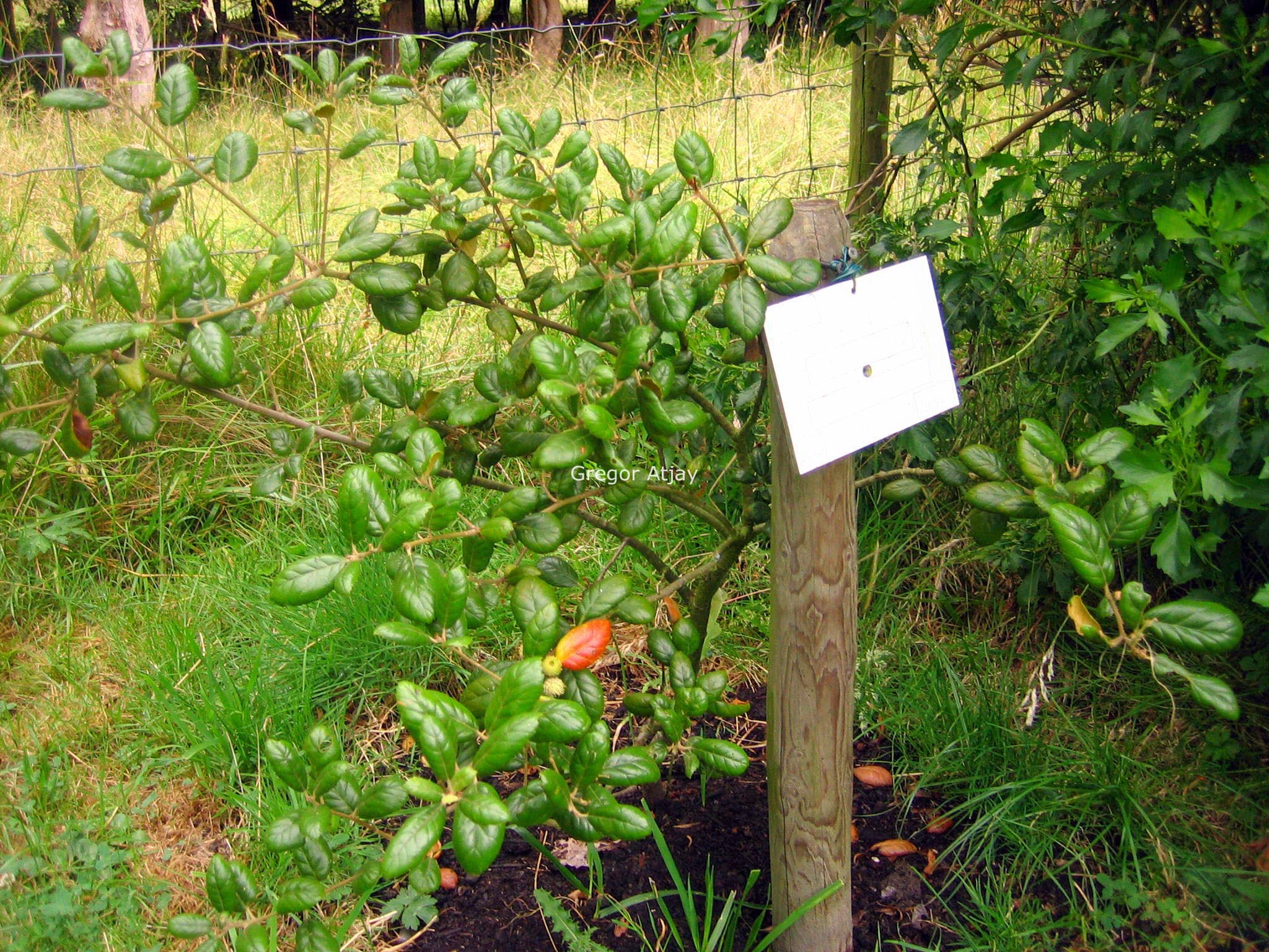 Quercus alnifolia