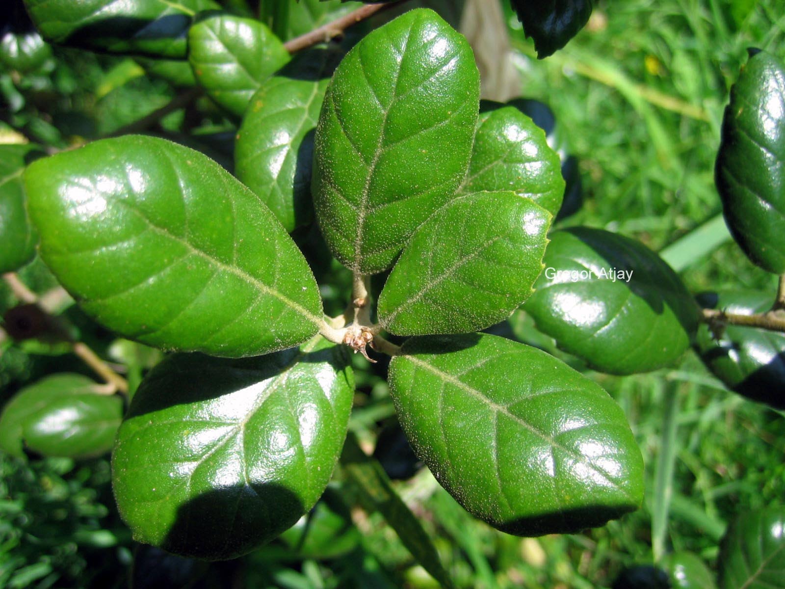Quercus alnifolia
