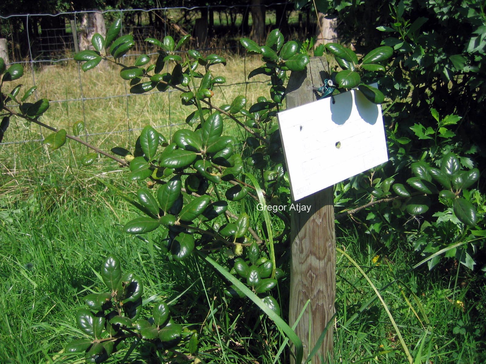 Quercus alnifolia
