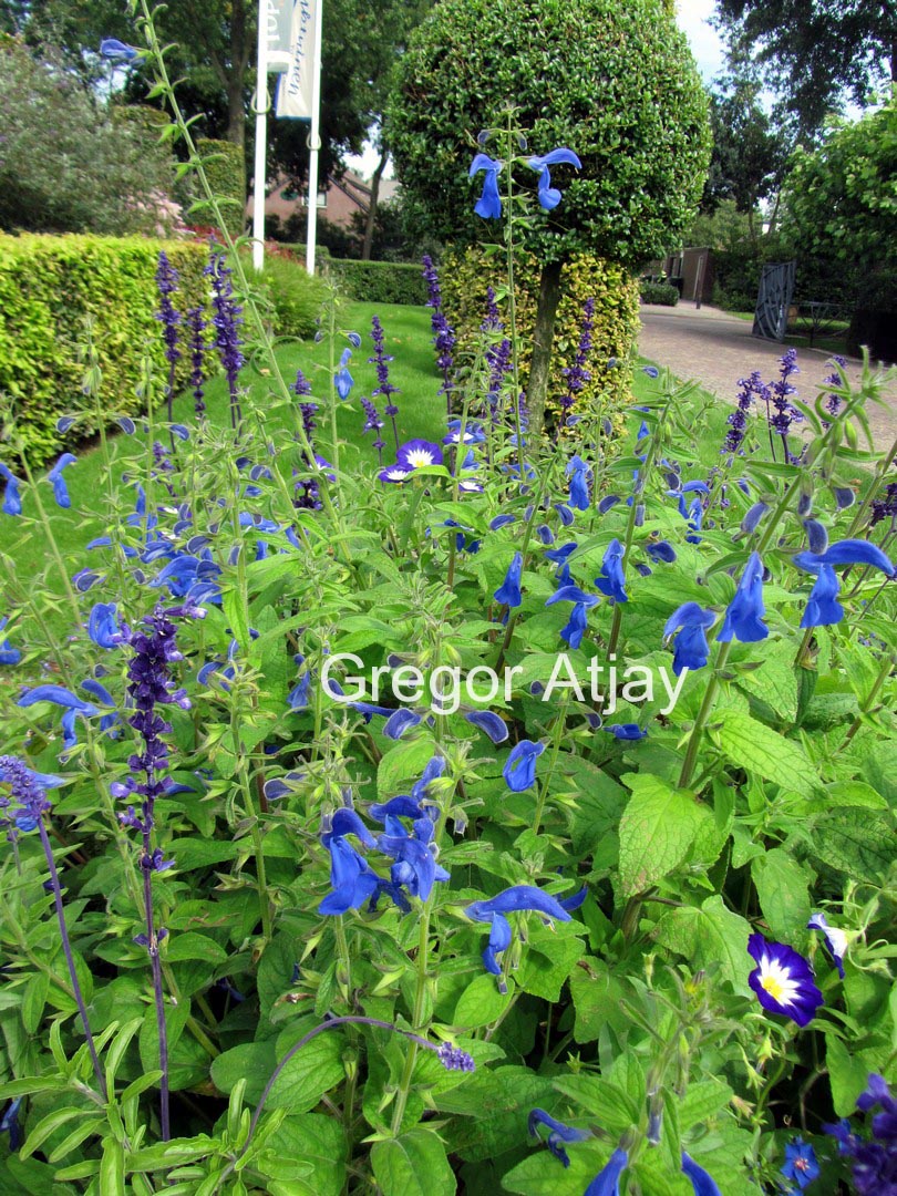 Salvia patens 'Royal Blue'