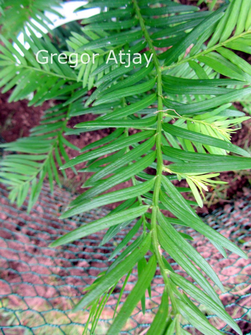 Taxus yunnanensis