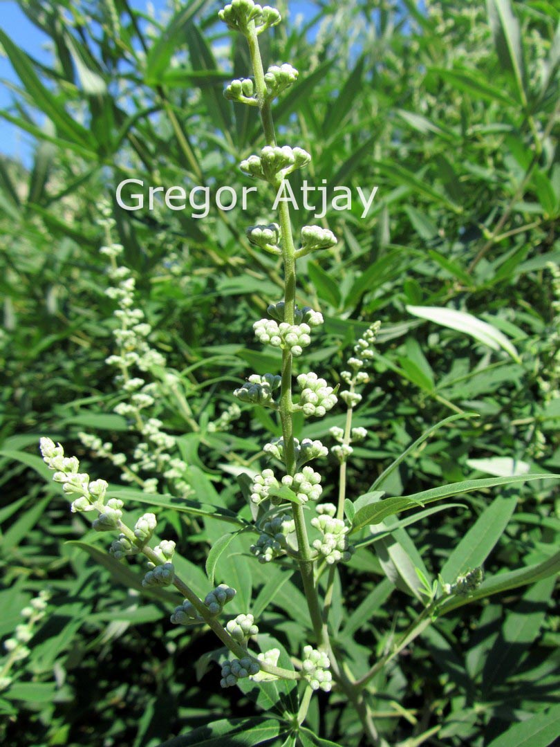Vitex agnus-castus 'Albus'