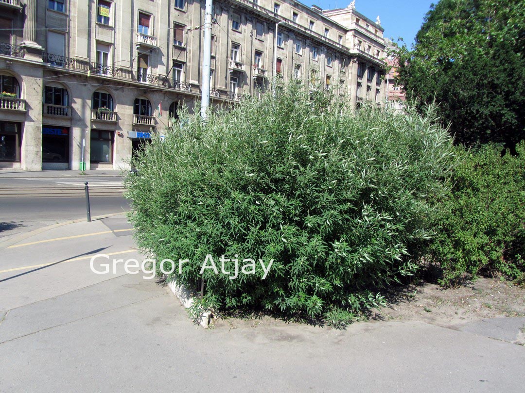 Vitex agnus-castus 'Albus'