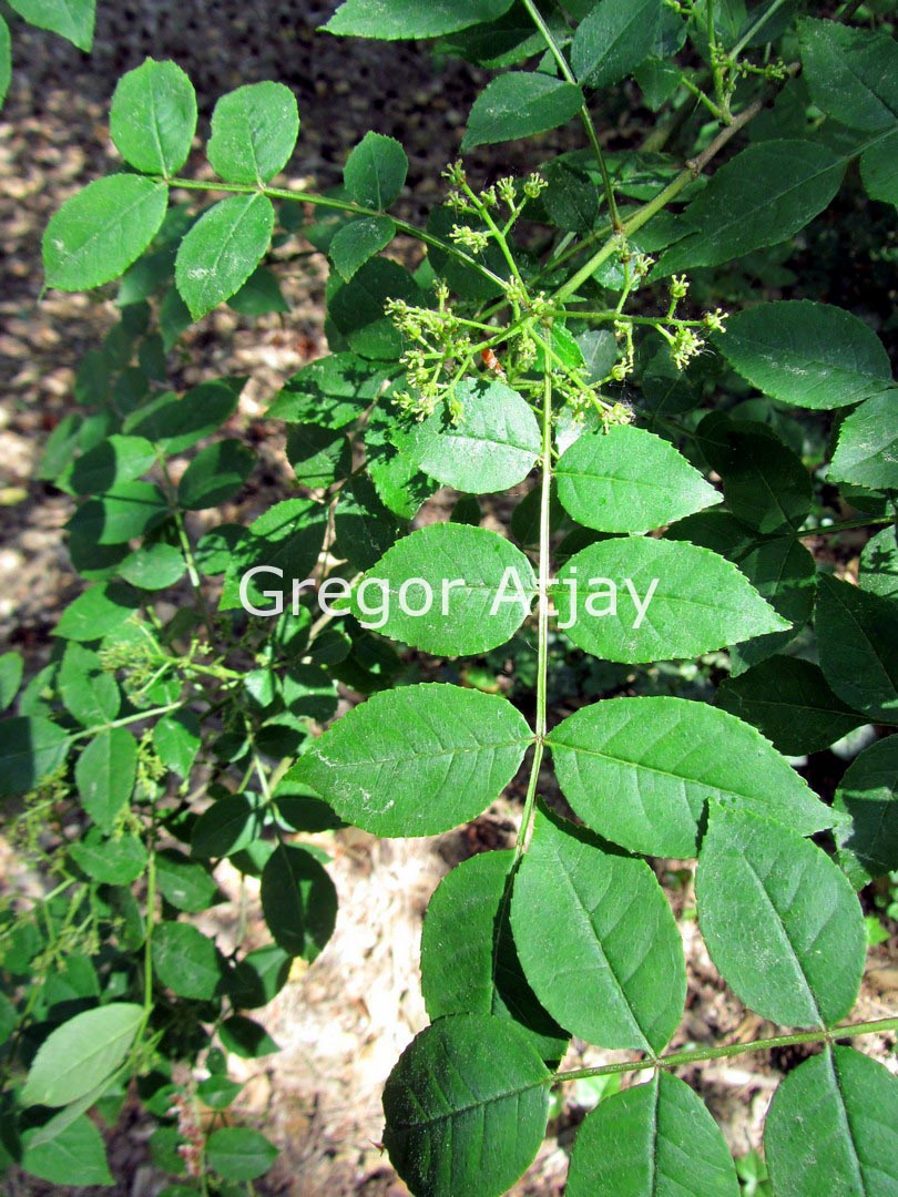 Zanthoxylum coreanum