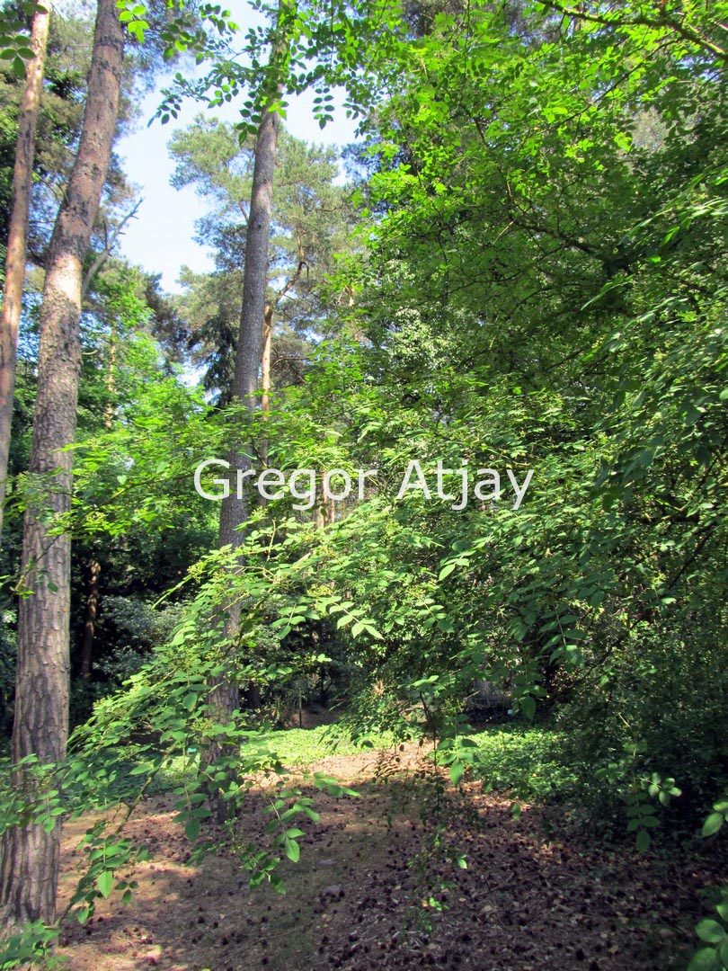 Zanthoxylum coreanum