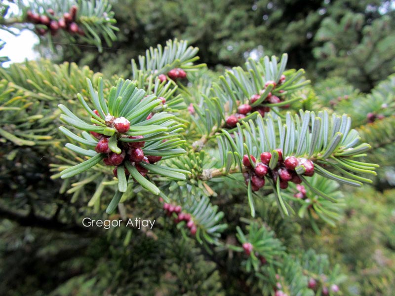Abies arnoldiana
