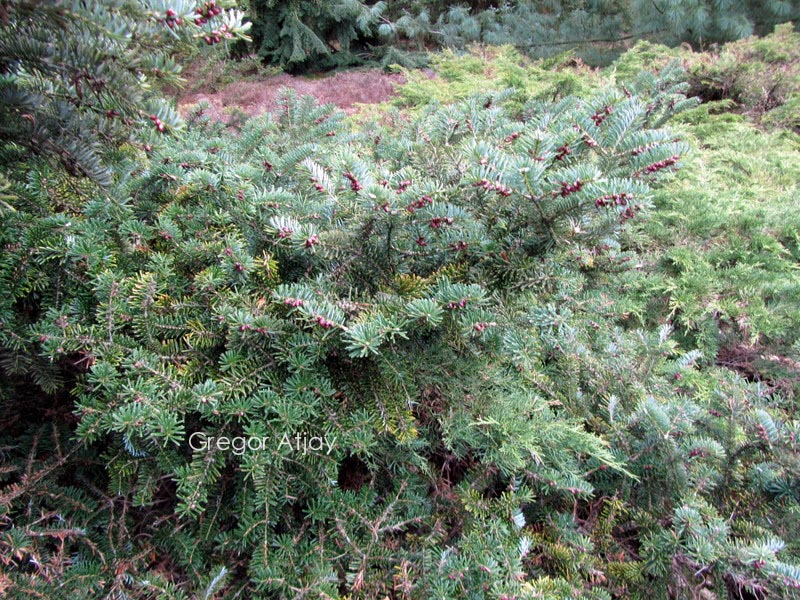 Abies arnoldiana