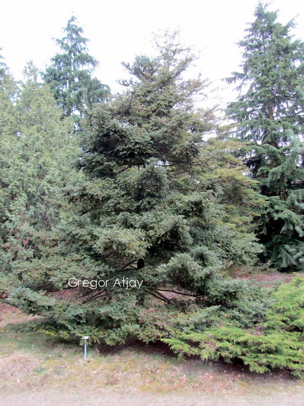 Abies arnoldiana
