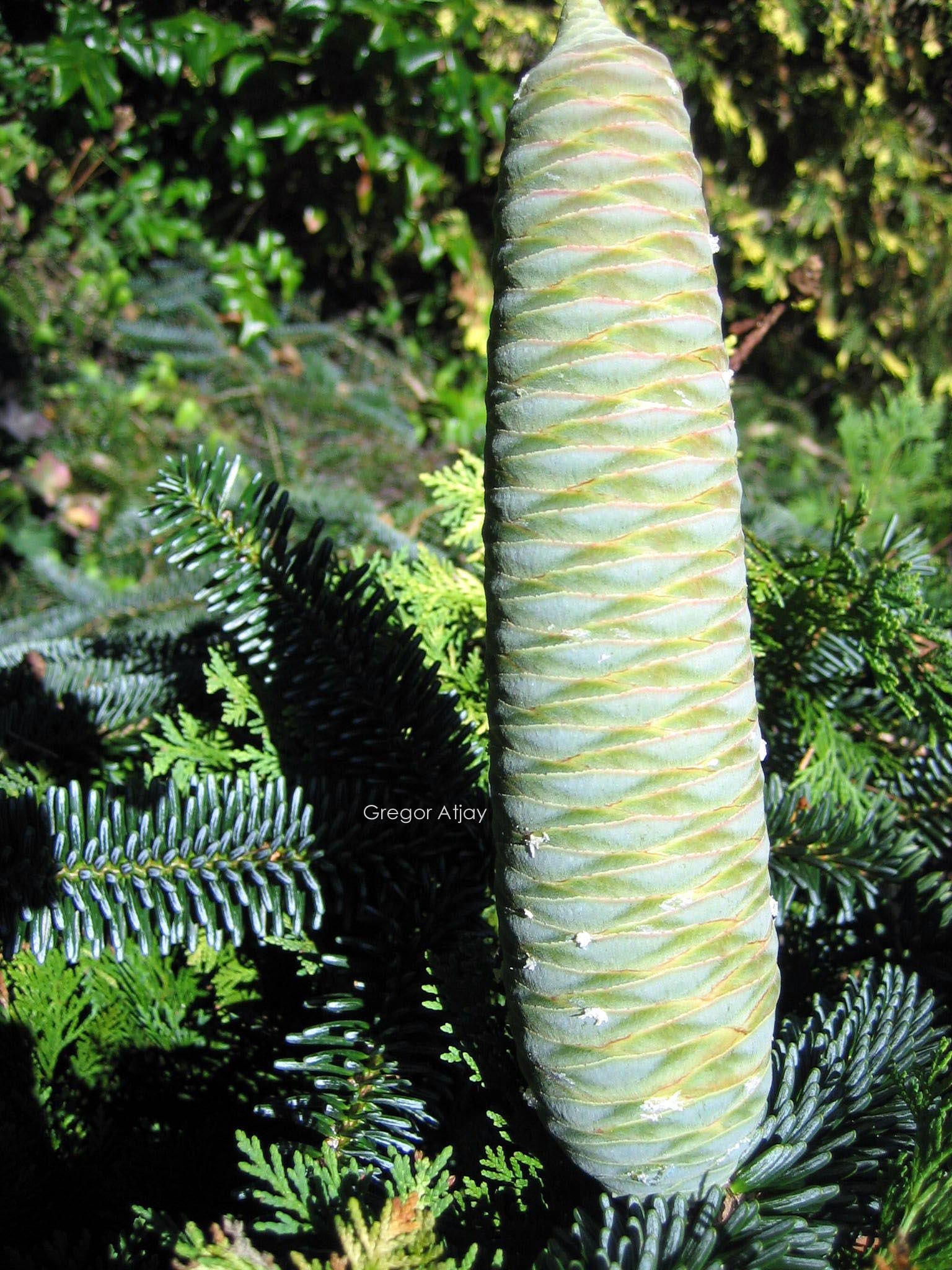 Abies numidica 'Pendula'