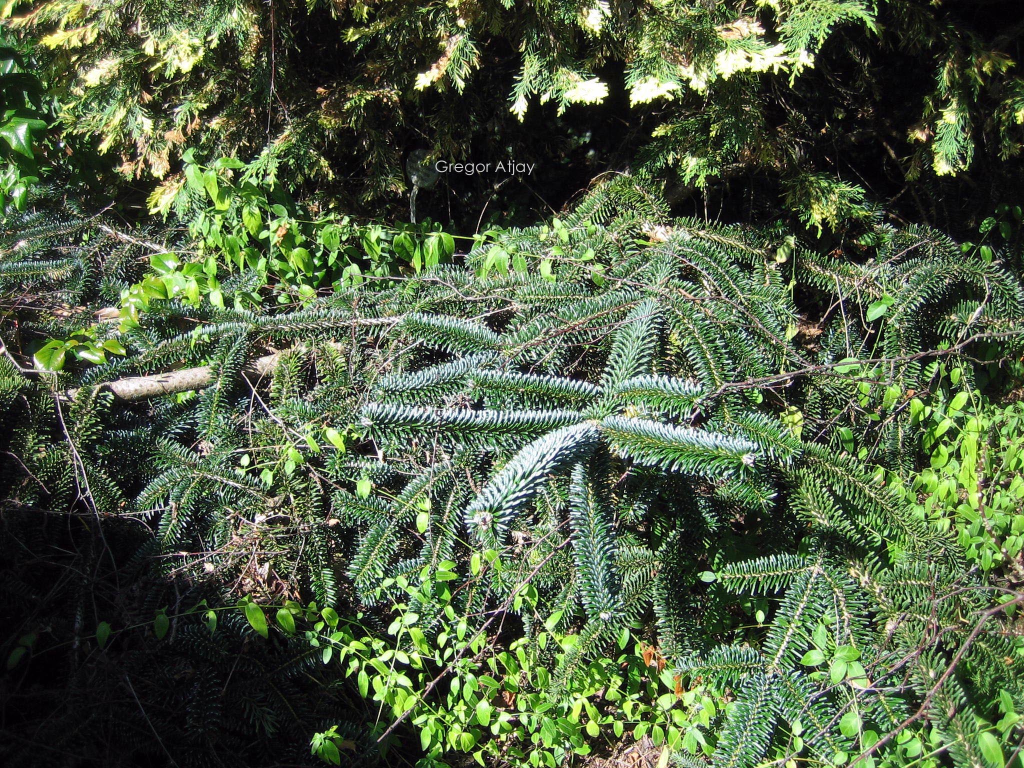 Abies numidica 'Pendula'