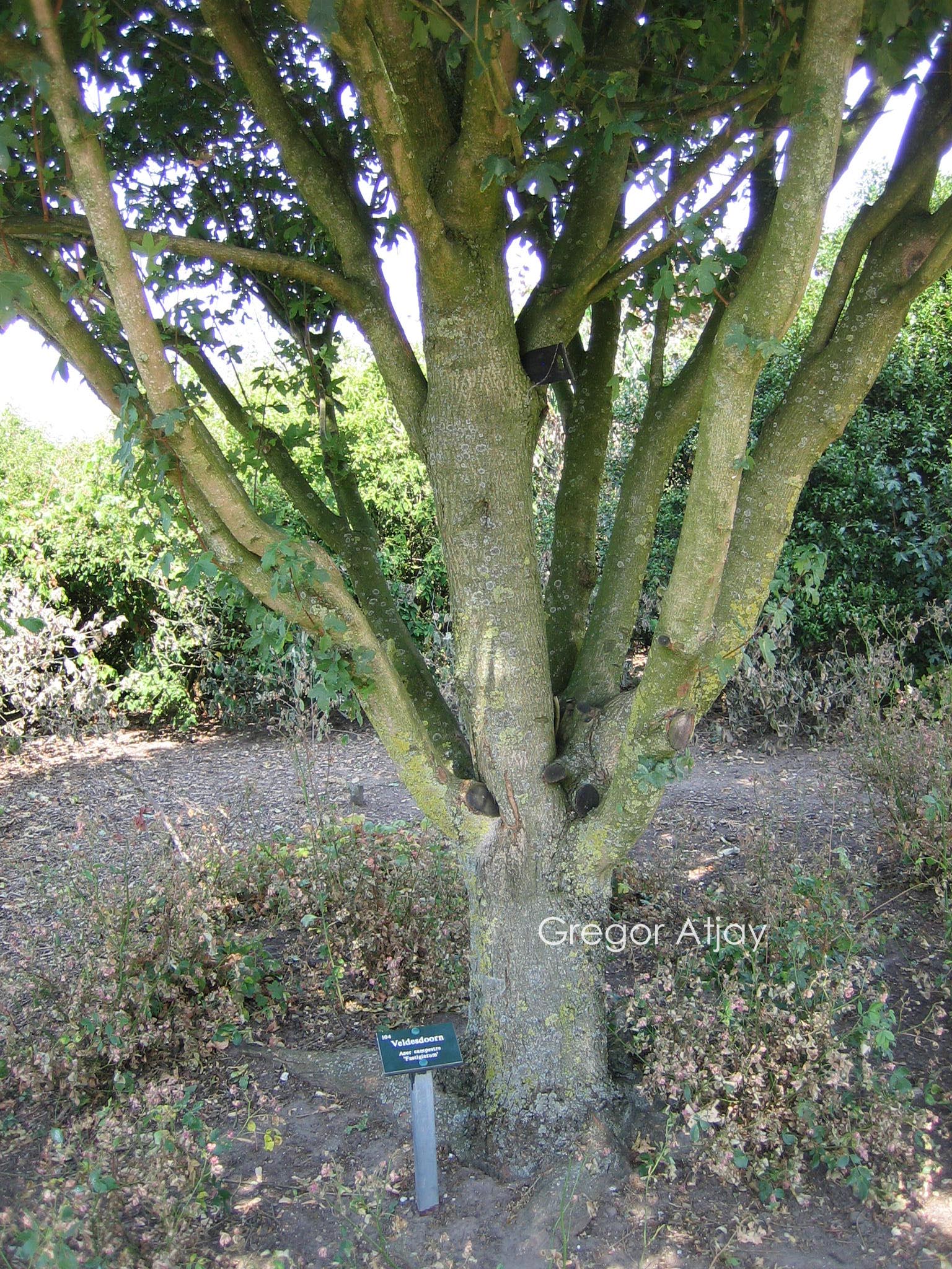 Acer campestre 'Fastigiatum'