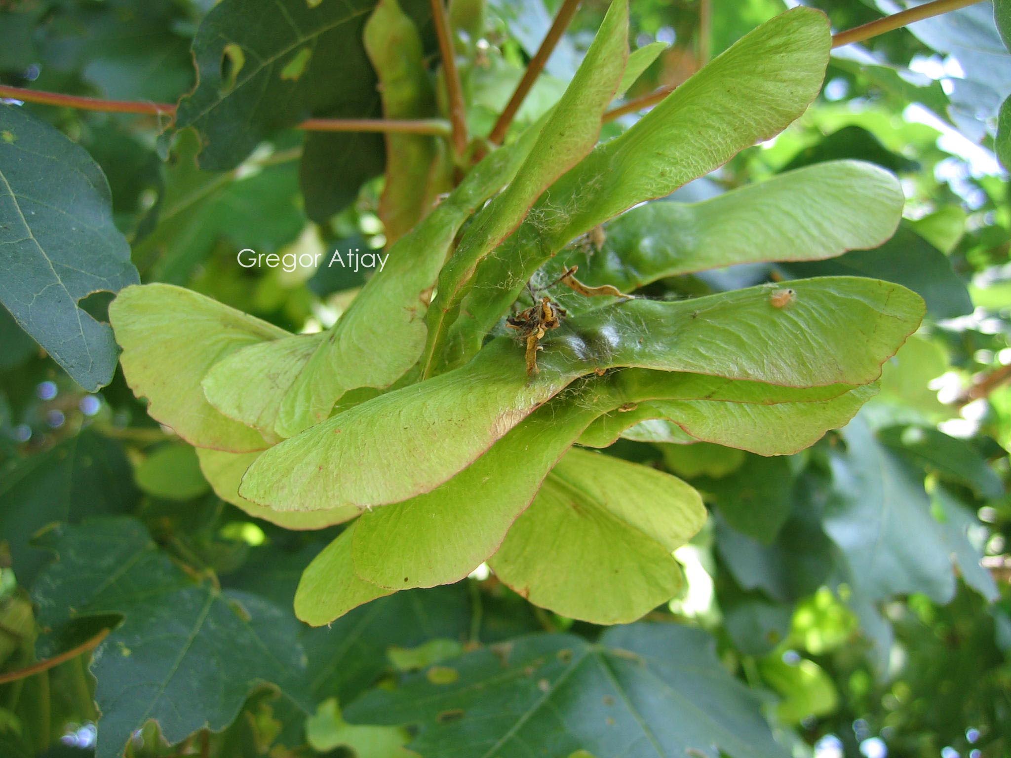 Acer campestre 'Fastigiatum'
