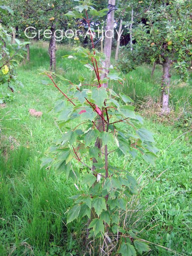 Acer rubrum 'Northwood'