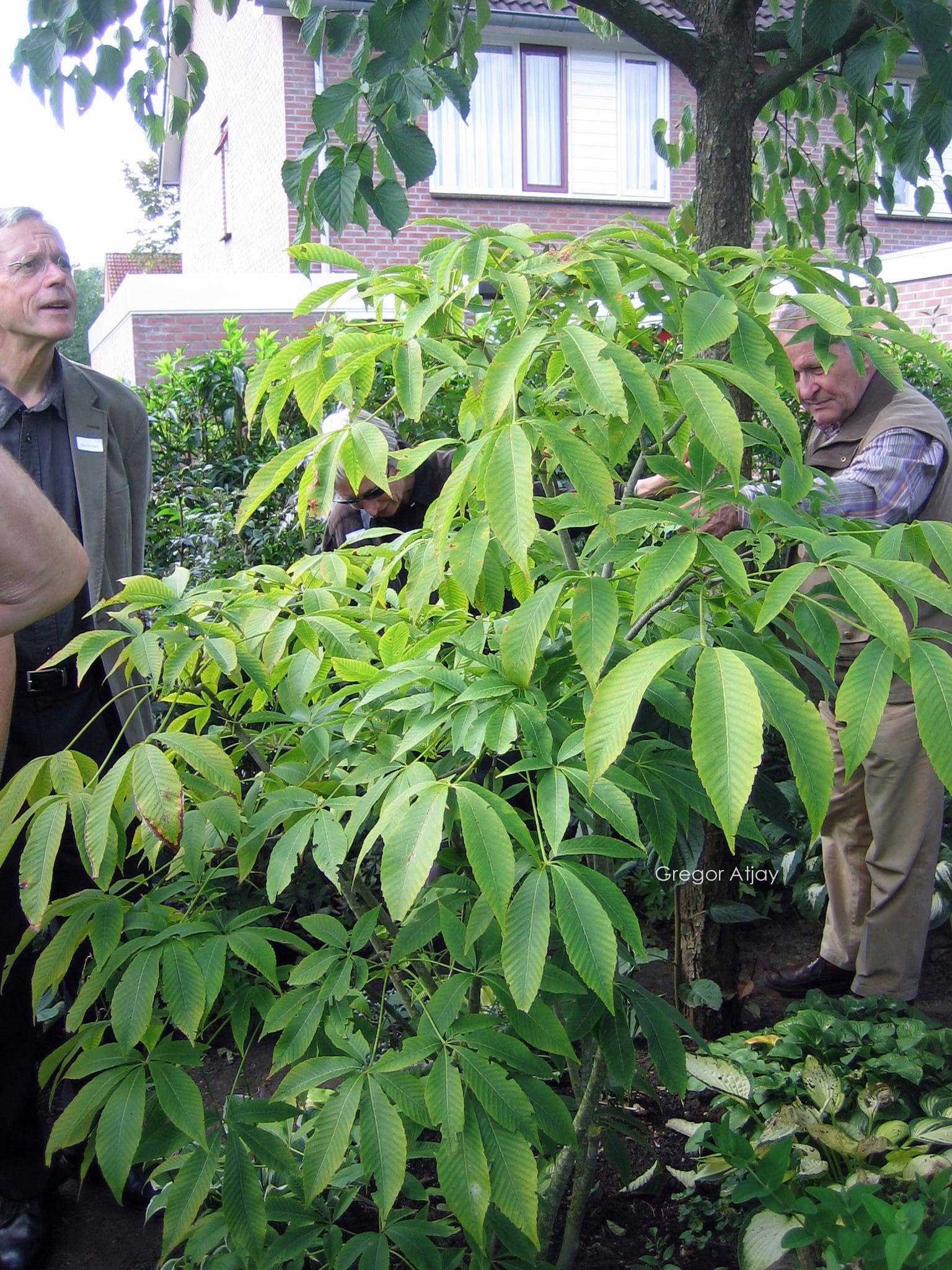 Aesculus neglecta 'Autumn Fire'