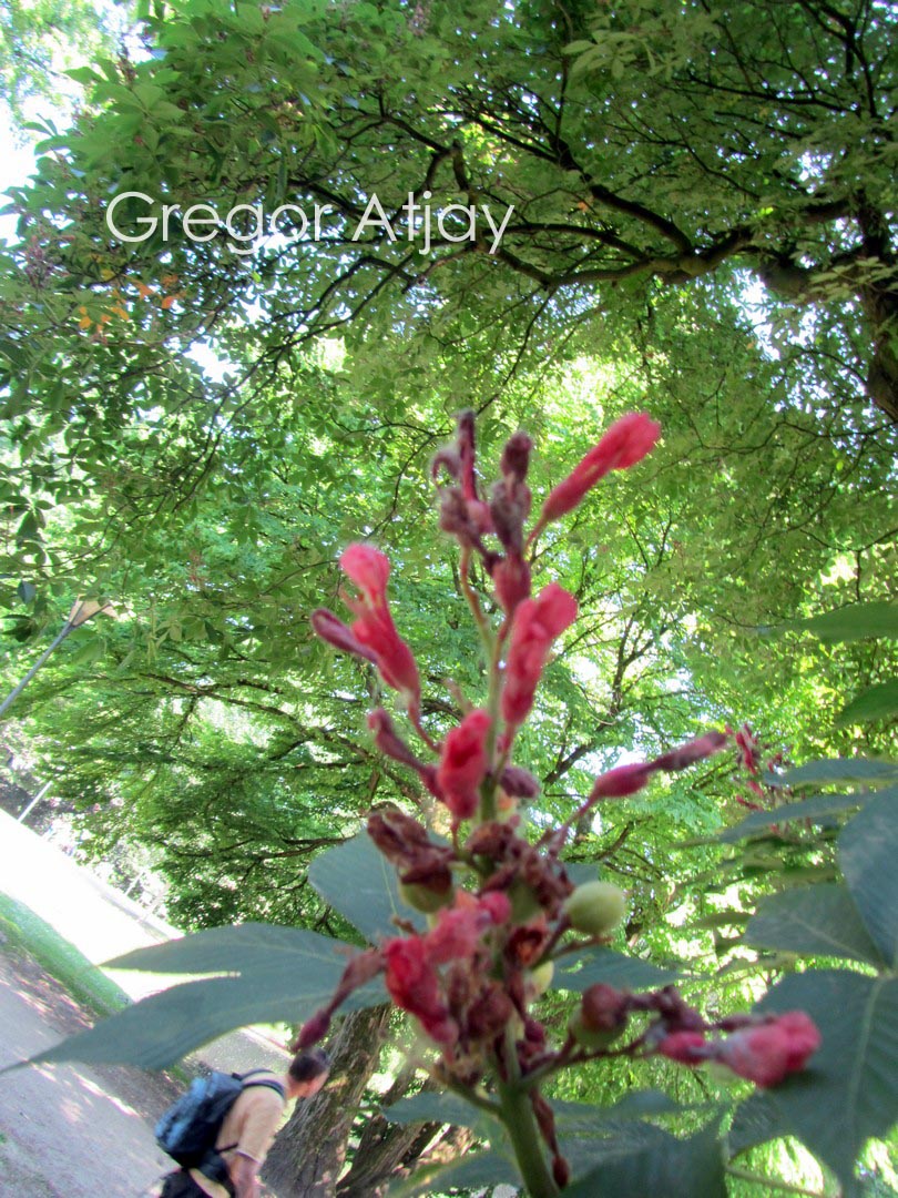 Aesculus pavia 'Atrosanguinea'