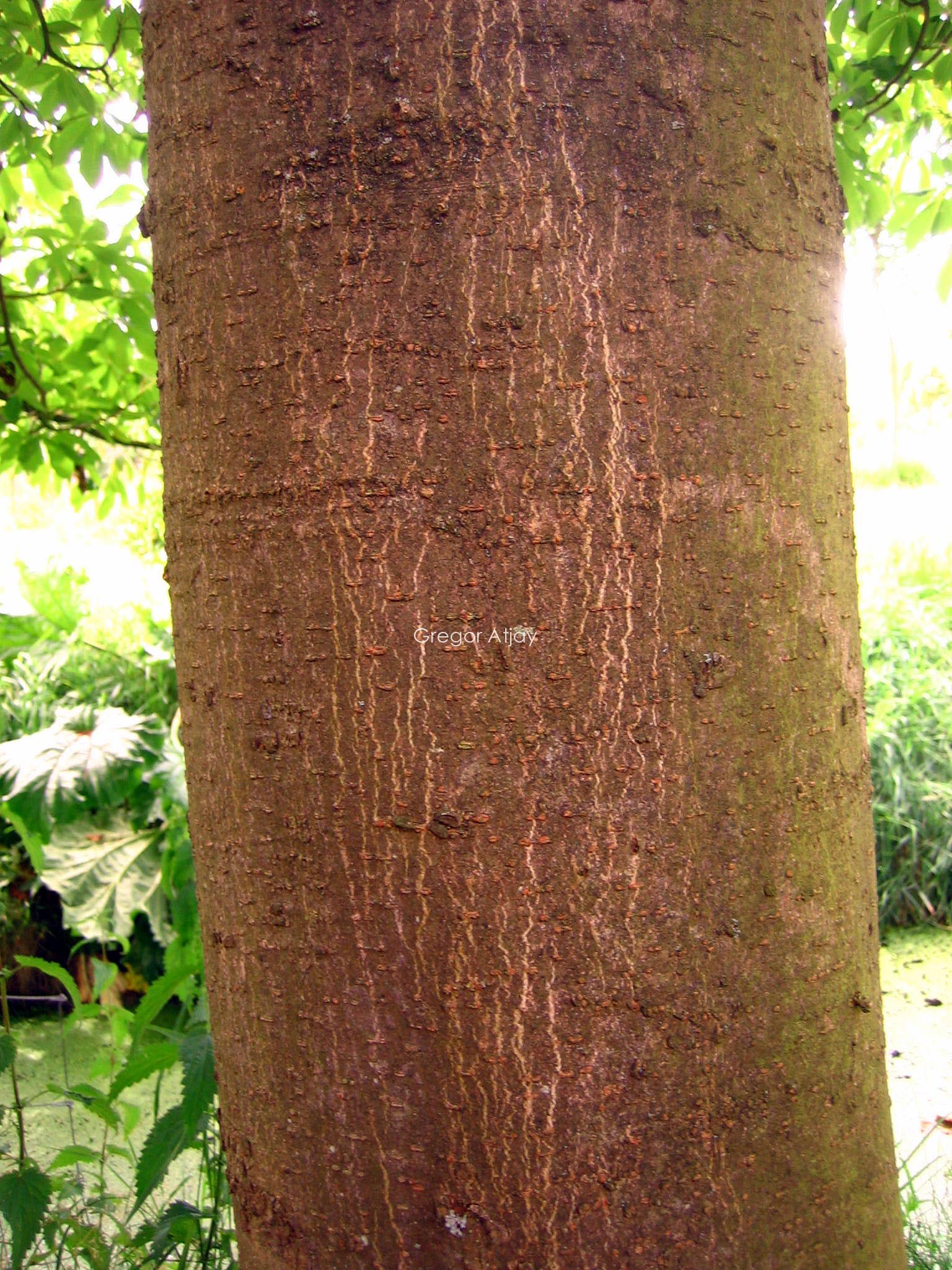 Aesculus pavia 'Atrosanguinea'