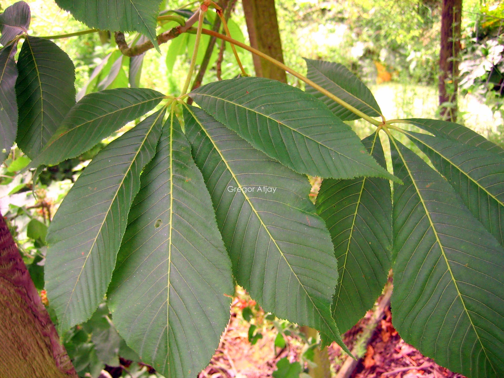 Aesculus pavia 'Atrosanguinea'