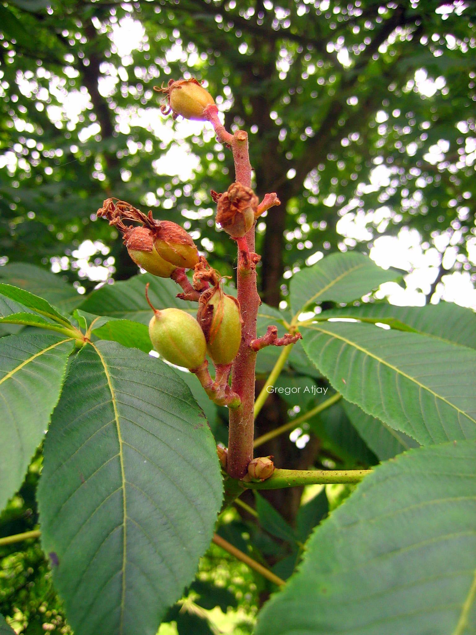 Aesculus pavia 'Atrosanguinea'