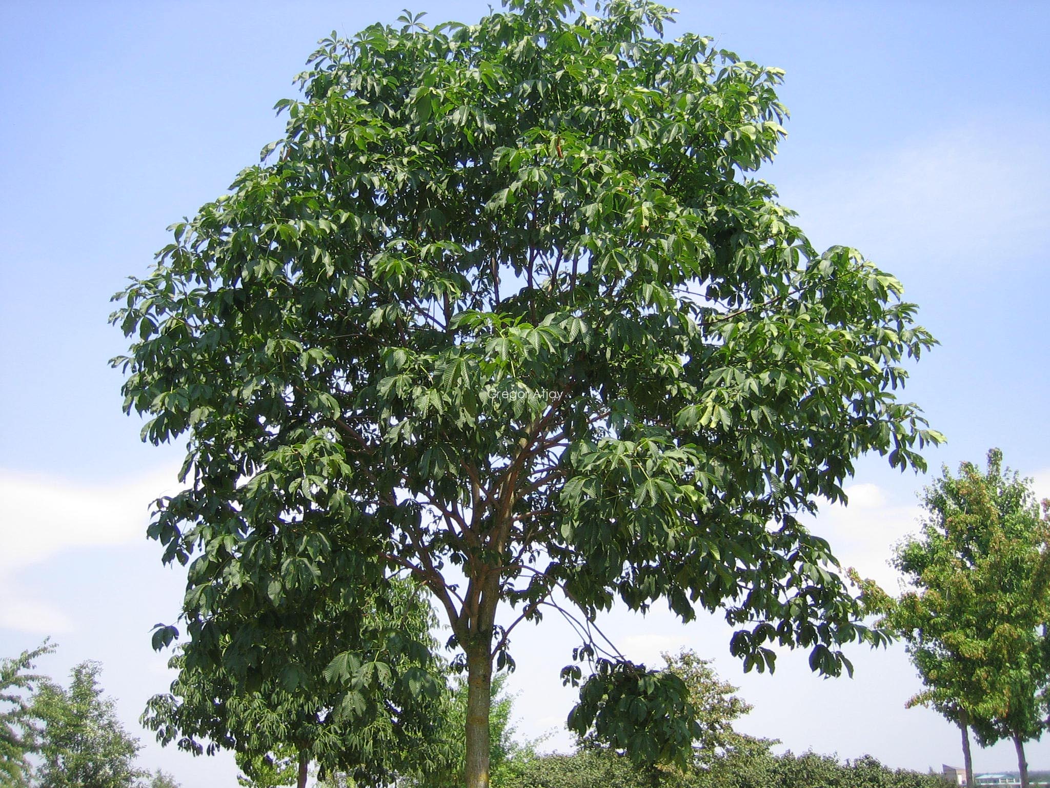 Aesculus pavia 'Atrosanguinea'