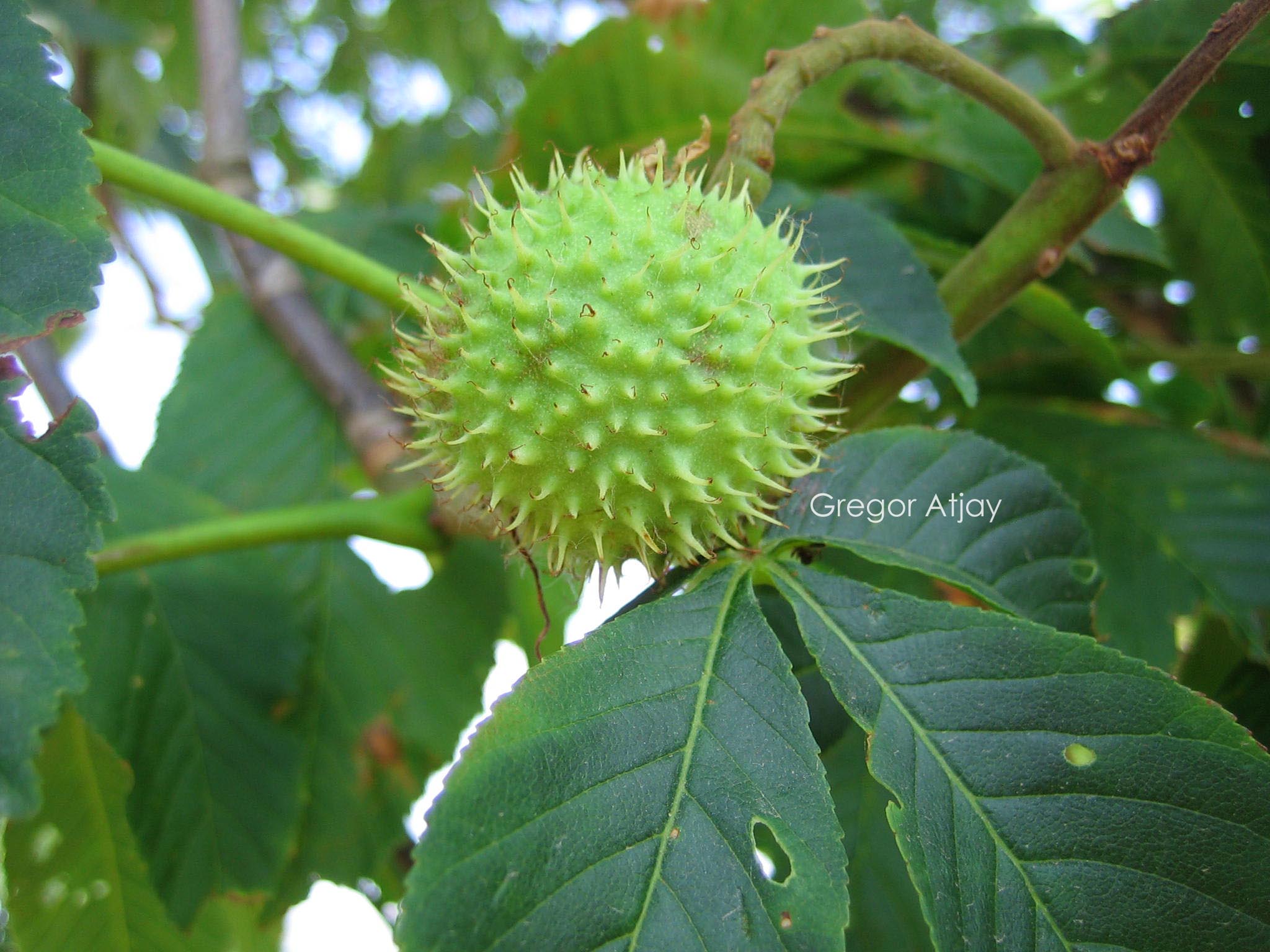 Aesculus pavia 'Atrosanguinea'