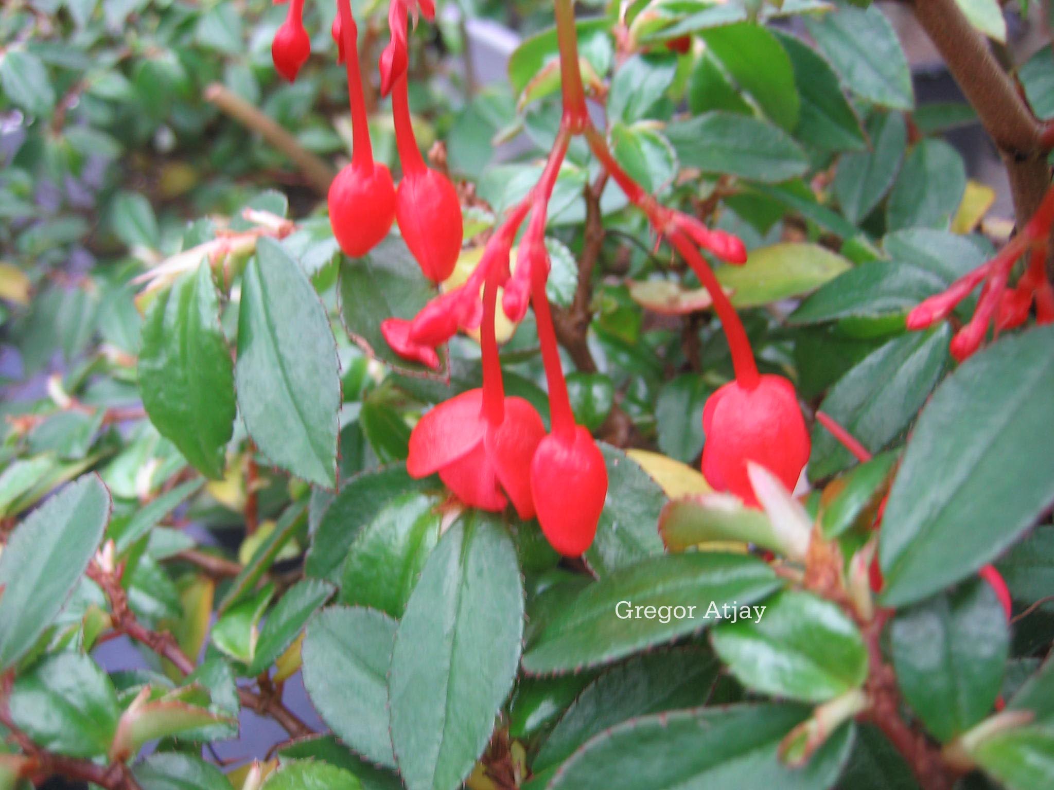 Begonia fuchsioides