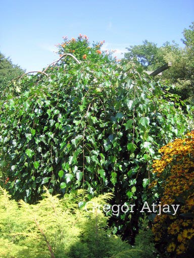 Betula pendula 'Long Trunk'