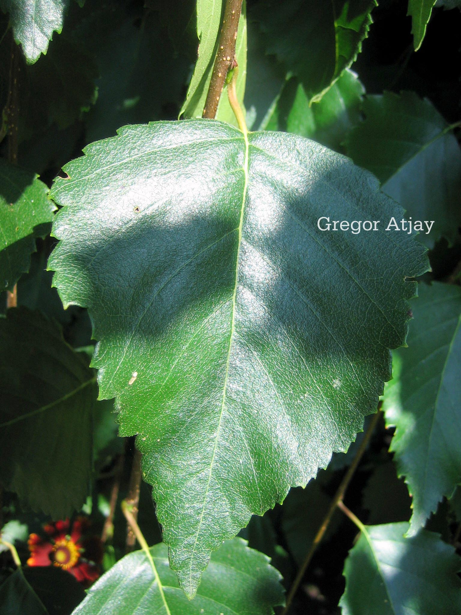 Betula pendula 'Long Trunk'