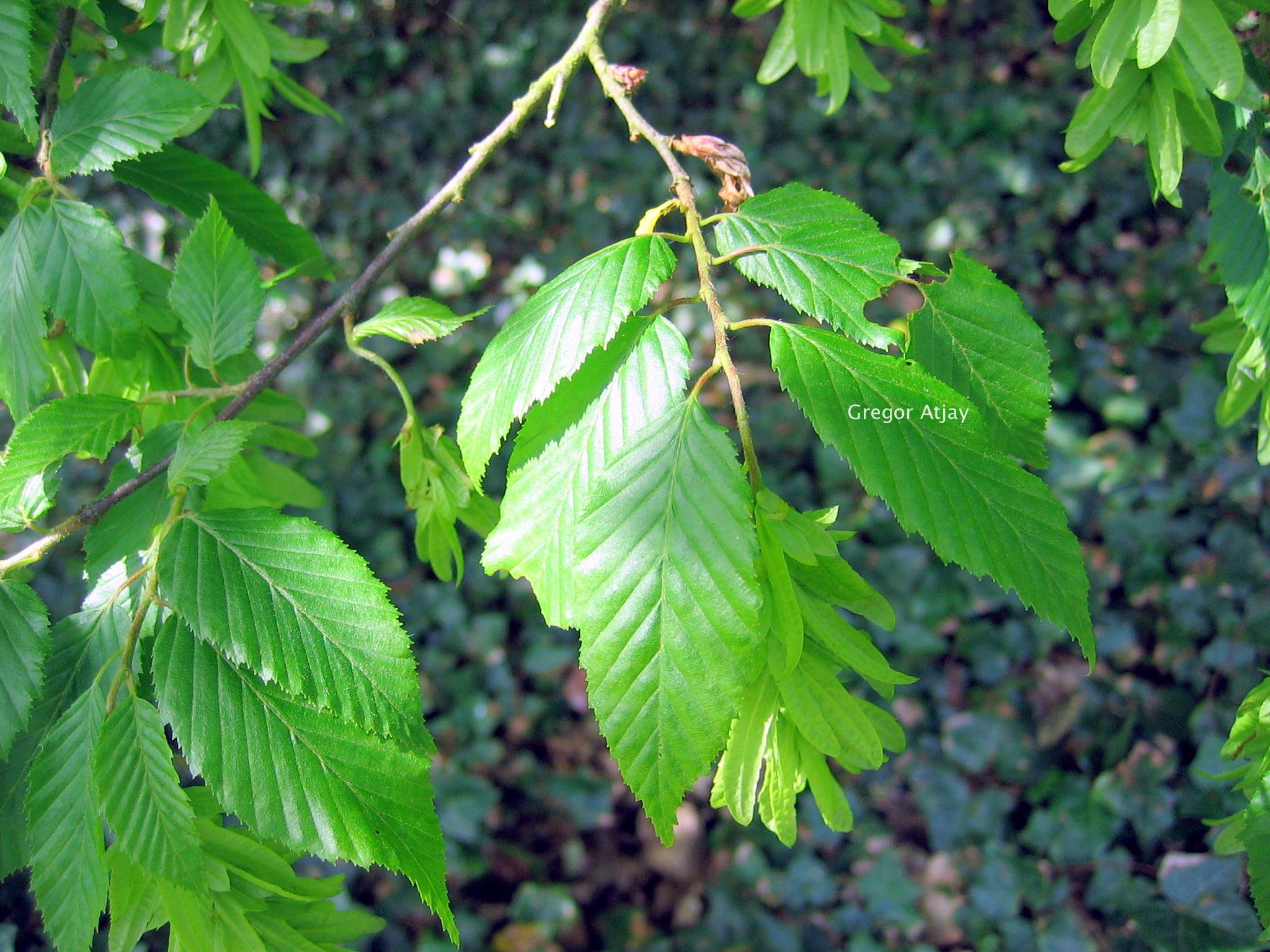 Carpinus betulus 'Incisa'