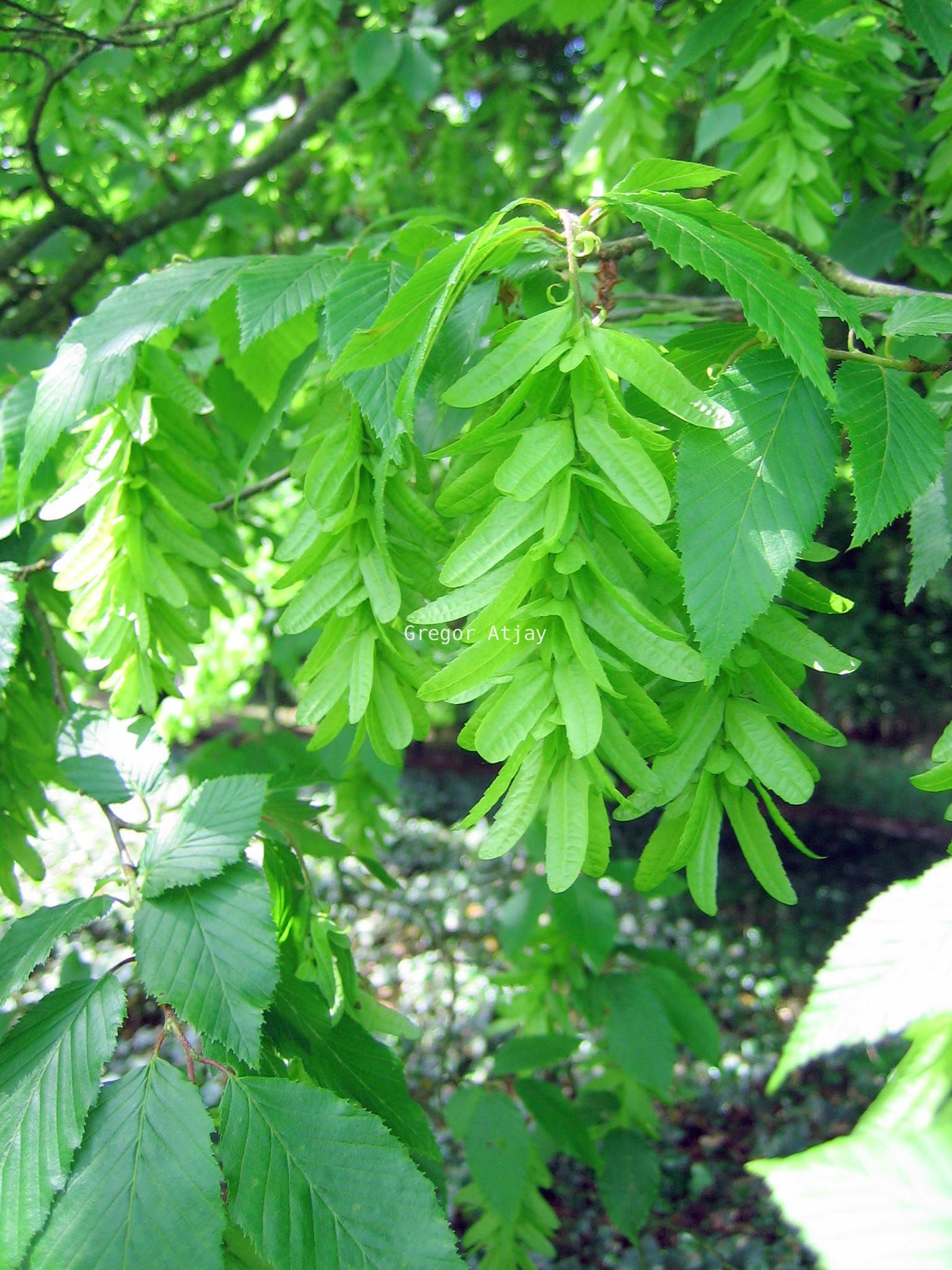 Carpinus betulus 'Incisa'