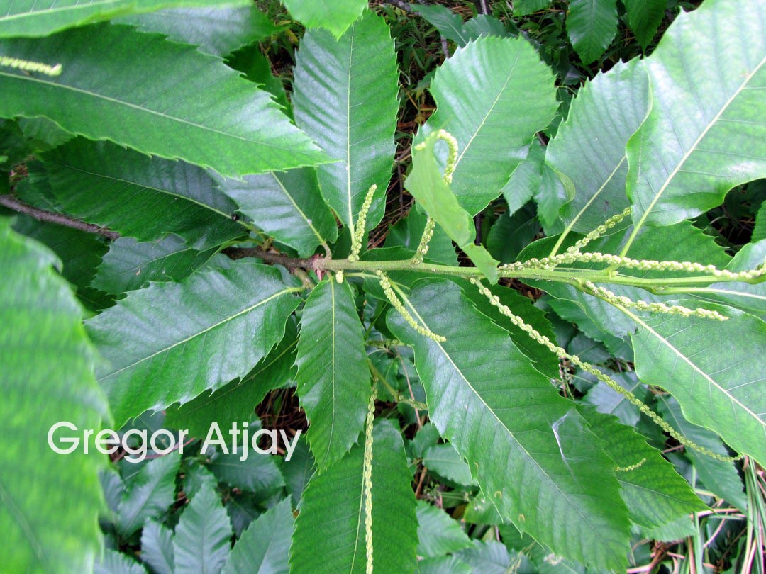Castanea crenata